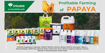 How to increase Papaya Production & Profitability in Farm?