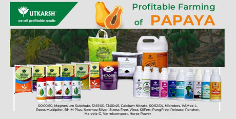 How to increase Papaya Production & Profitability in Farm? - Utkarsh Agrochem Pvt ltd. 