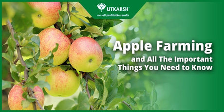 Apple Farming and All The Important Things You Need to Know - Utkarsh Agrochem Pvt ltd. 