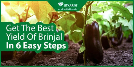 Get The Best Yield Of Brinjal In 6 Easy Steps - Utkarsh Agrochem Pvt ltd. 
