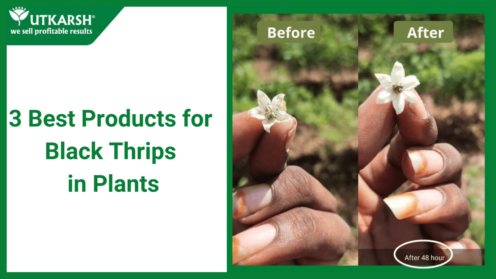 3 Best Products for Black Thrips in Chili Farm - Utkarsh Agrochem Pvt ltd. 