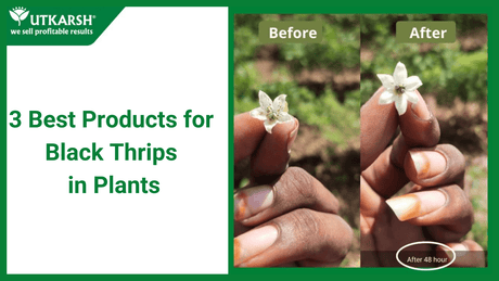 3 Best Products for Black Thrips in Chili Farm - Utkarsh Agrochem Pvt ltd. 