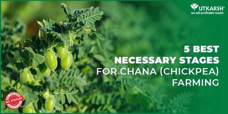 5 Best Necessary Stages for Chana (ChickPea) Farming - Utkarsh Agrochem Pvt ltd. 