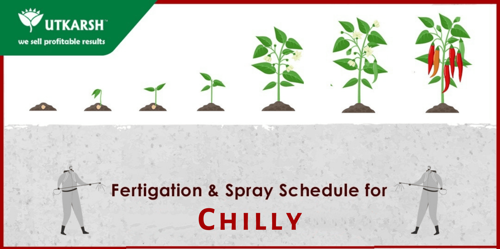 Chilli farming – the important stages and Fertigation Schedule - Utkarsh Agrochem Pvt ltd. 
