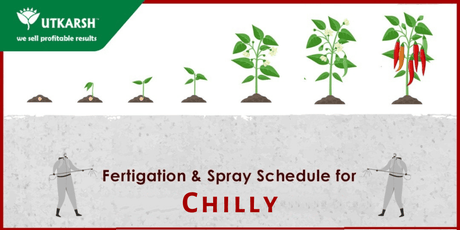 Chilli farming – the important stages and Fertigation Schedule - Utkarsh Agrochem Pvt ltd. 