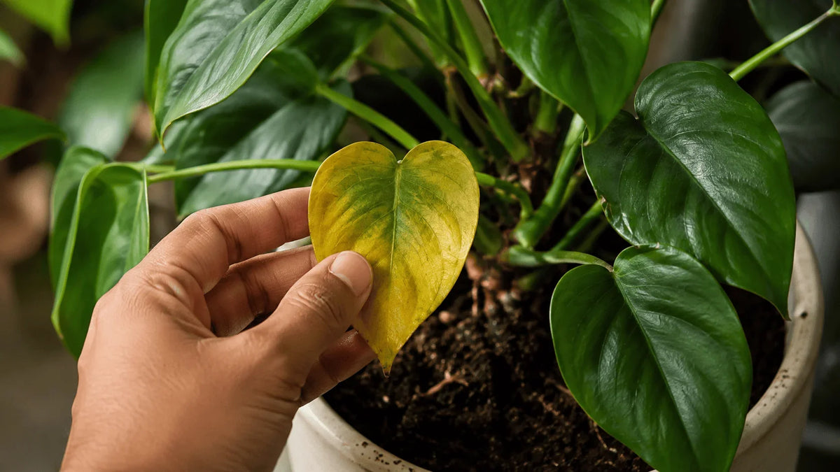 Yellow Leaves on Plants? Nitrogen vs Magnesium vs Iron vs Zinc Deficiency