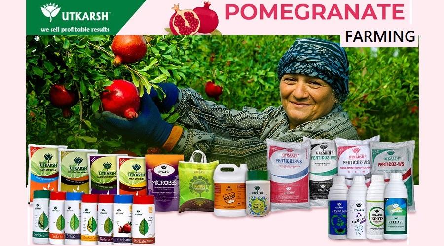 Pomegranate production – Golden Tips for 40% better Yield