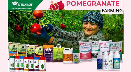 Pomegranate production – Golden Tips for 40% better Yield - Utkarsh Agrochem Pvt ltd. 