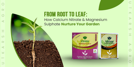 From Root to Leaf: How Calcium Nitrate and Magnesium Sulphate Nurture Your Garden - Utkarsh Agrochem Pvt ltd. 