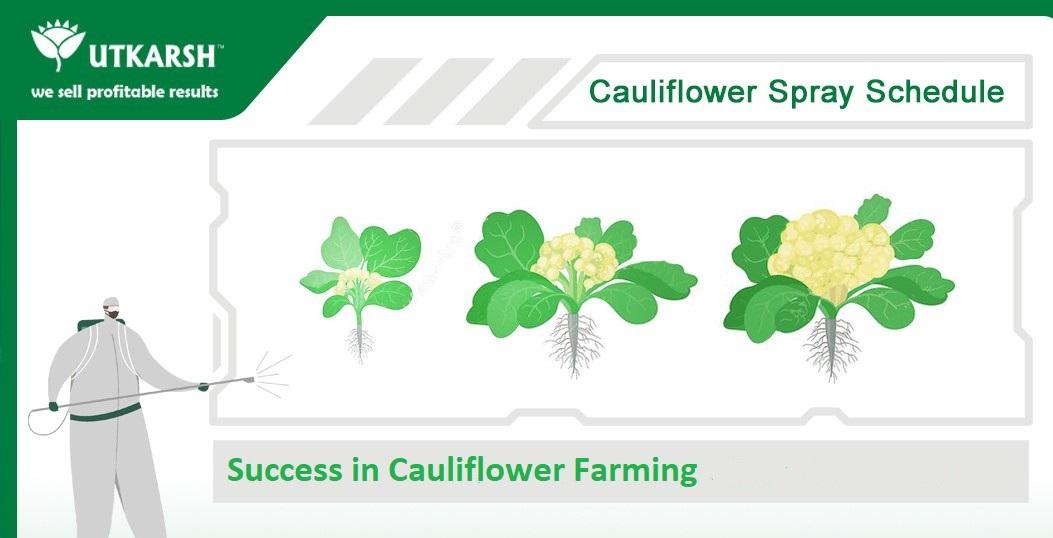 Cauliflower Farming – The important stages and what to do in them - Utkarsh Agrochem Pvt ltd. 