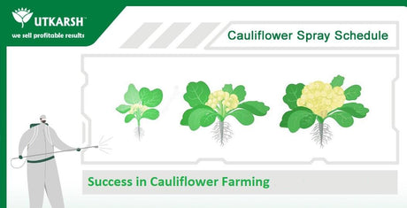 Cauliflower Farming – The important stages and what to do in them - Utkarsh Agrochem Pvt ltd. 