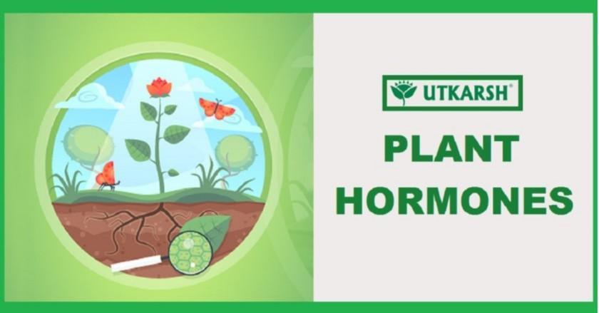 What, How, Who & Why of 5 types Plant Hormones? - Utkarsh Agrochem Pvt ltd. 