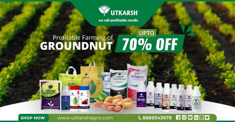 6 Best Stages for Profitable Groundnut Cultivation - Utkarsh Agrochem Pvt ltd. 