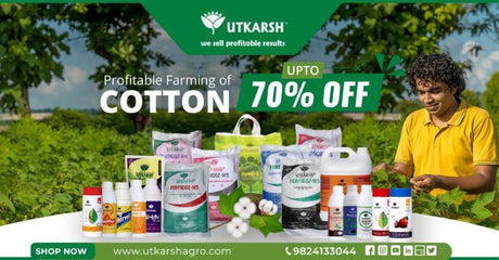 Cotton Cultivation– Best 105 Days Schedule for Profitable Cotton Farming - Utkarsh Agrochem Pvt ltd. 