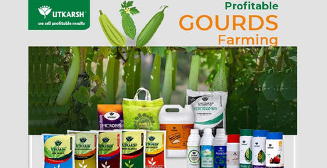 Gourd Production – Best 150 Days Spray Fertigation Schedule - Utkarsh Agrochem Pvt ltd. 
