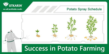 Everything you need for successful Potato Farming - Utkarsh Agrochem Pvt ltd. 