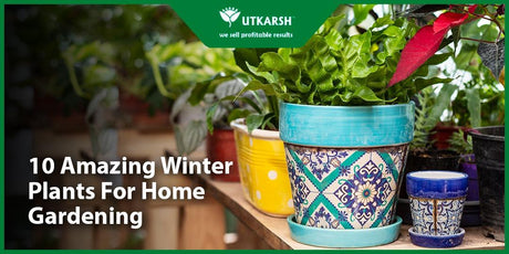 10 Amazing Winter Plants For Home Gardening - Utkarsh Agrochem Pvt ltd. 