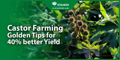 Castor Farming-Golden Tips for 40% better Yield - Utkarsh Agrochem Pvt ltd. 