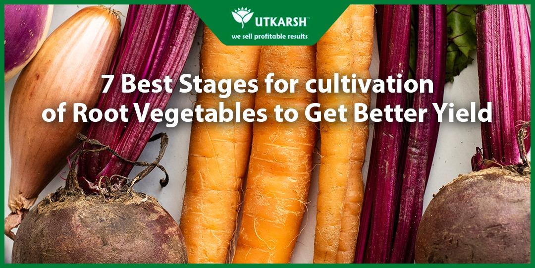 7 Best Stages for Cultivation of Root Vegetables to Get Better Yield - Utkarsh Agrochem Pvt ltd. 
