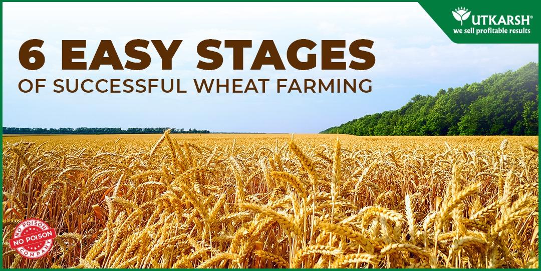 6 Easy Stages of Successful Wheat Farming