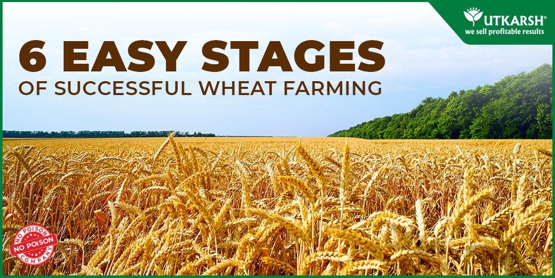 6 Easy Stages of Successful Wheat Farming - Utkarsh Agrochem Pvt ltd. 