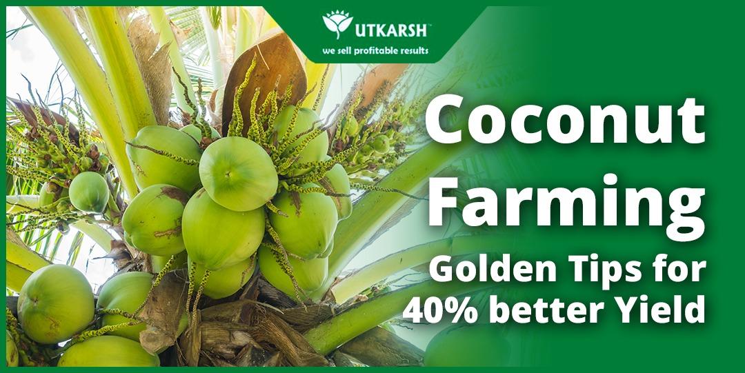 Coconut Farming: Golden Tips for 40% better Yield - Utkarsh Agrochem Pvt ltd. 