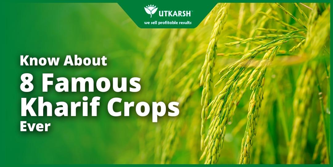 Know About 8 Famous Kharif Crops Ever - Utkarsh Agrochem Pvt ltd. 
