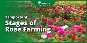7 Important Stages of Rose Farming