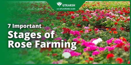 7 Important Stages of Rose Farming - Utkarsh Agrochem Pvt ltd. 