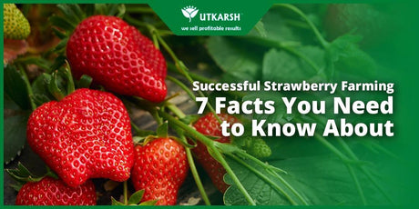 Successful Strawberry Farming : 7 Facts You Need to Know About - Utkarsh Agrochem Pvt ltd. 