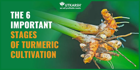 The 6 Most Important stages of Turmeric Cultivation - Utkarsh Agrochem Pvt ltd. 
