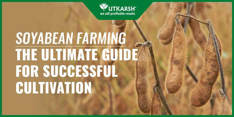 Soyabean Farming: 8 Ultimate Guide for successful cultivation - Utkarsh Agrochem Pvt ltd. 