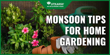 7 Best Actionable Monsoon Tips For Home Gardening