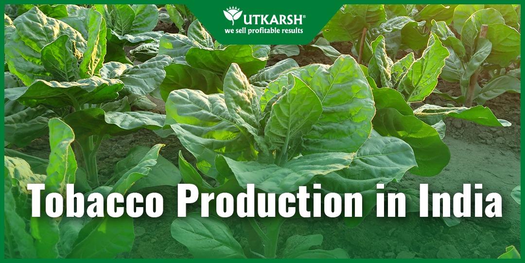 Top 5 Greatest Tobacco Production In India - Utkarsh Agrochem Pvt ltd. 