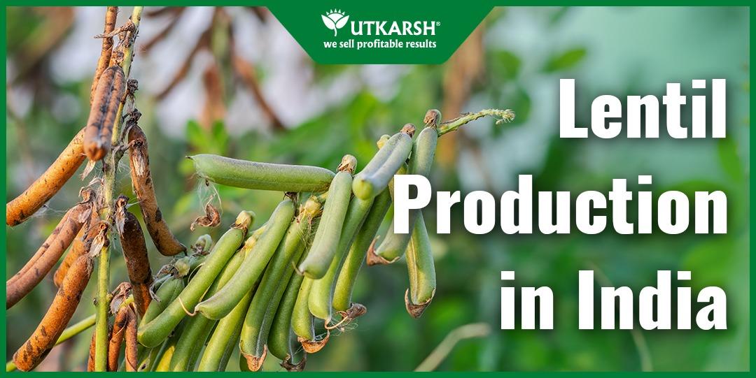 5 Powerful Lentil Production in India - Utkarsh Agrochem Pvt ltd. 