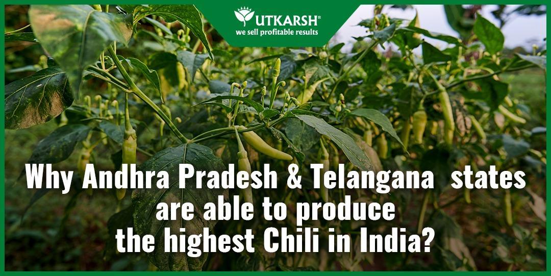 Why Andhra Pradesh and Telangana states are able to produce the highest Chili in India? - Utkarsh Agrochem Pvt ltd. 