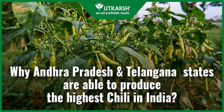 Why Andhra Pradesh and Telangana states are able to produce the highest Chili in India? - Utkarsh Agrochem Pvt ltd. 