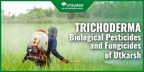 3 Trichoderma Successful Steps: Biological Pesticides and Fungicides of Utkarsh - Utkarsh Agrochem Pvt ltd. 