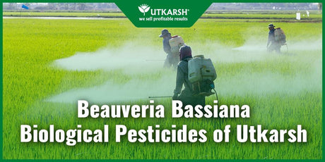 Beauveria Bassiana Biological Pesticides of Utkarsh - Utkarsh Agrochem Pvt ltd. 