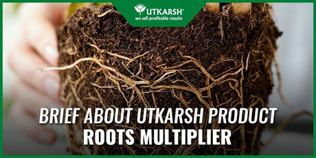 Brief about 5 Greatest Utkarsh Product Roots Multiplier - Utkarsh Agrochem Pvt ltd. 