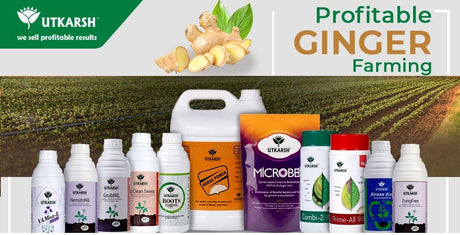 Ginger Cultivation: Did you know profitable 5 Golden Stages? - Utkarsh Agrochem Pvt ltd. 
