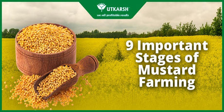 9 Important Stages of Mustard Farming - Utkarsh Agrochem Pvt ltd. 