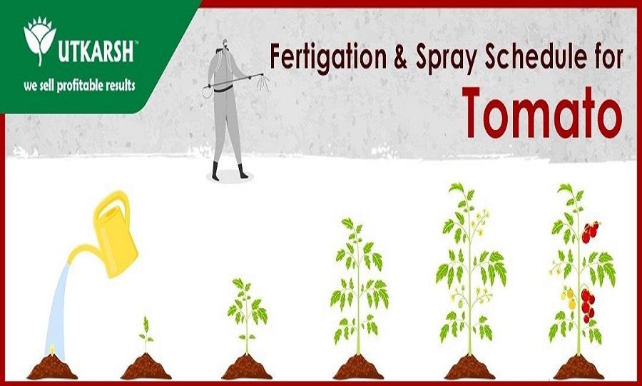 How to increase Tomato production with Utkarsh Agrochem