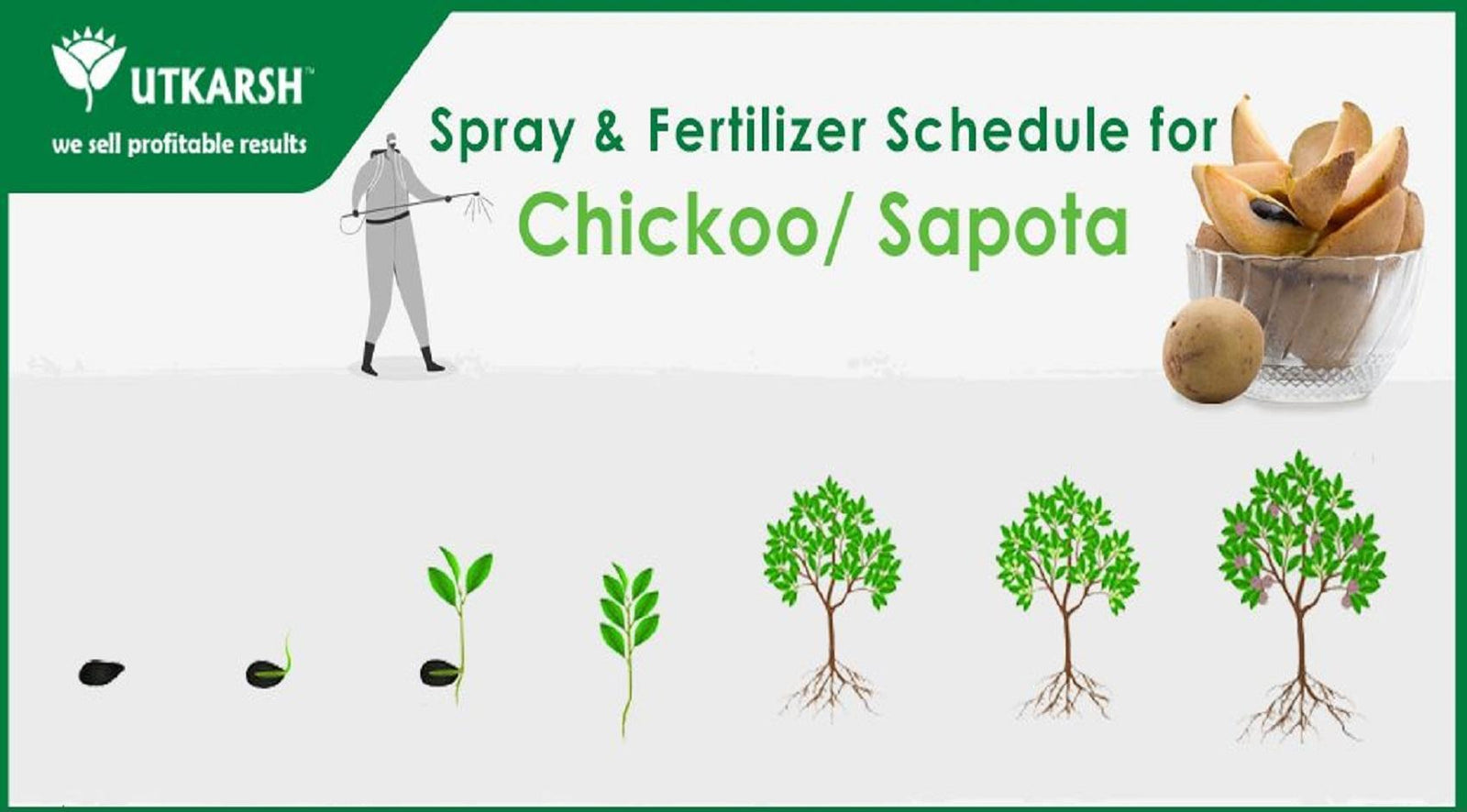 Chikoo Farming – Tips for Spray and Fertigation - Utkarsh Agrochem Pvt ltd. 