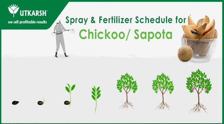 Chikoo Farming – Tips for Spray and Fertigation - Utkarsh Agrochem Pvt ltd. 