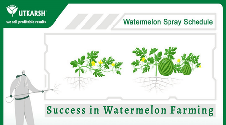 Watermelon Farming and the fertilizers used in it - Utkarsh Agrochem Pvt ltd. 