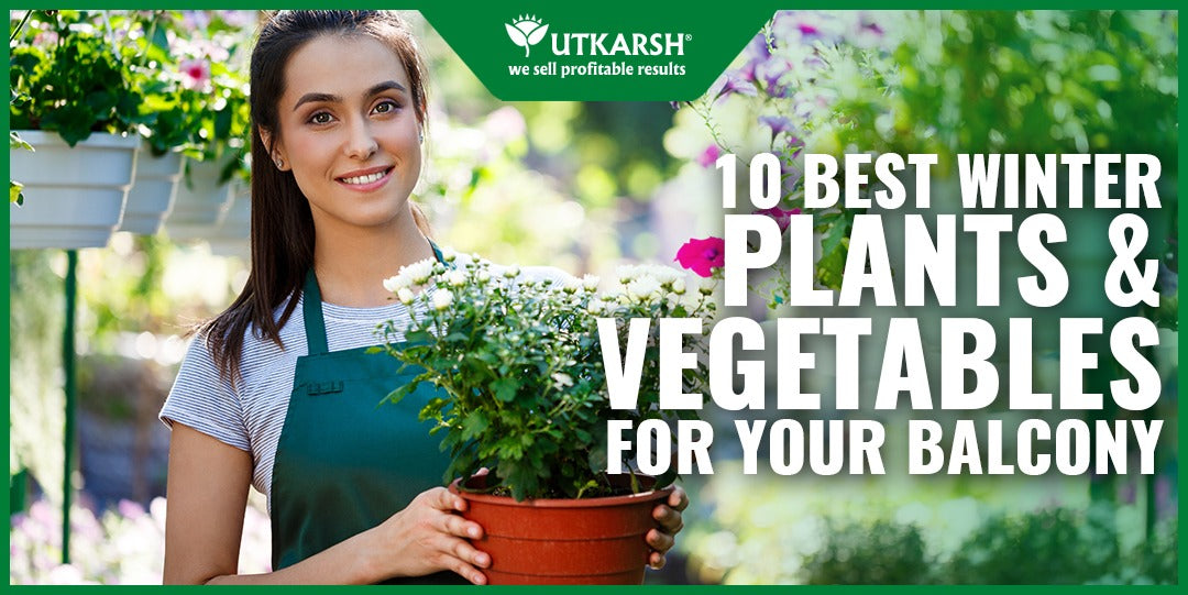 10 BEST WINTER PLANTS AND VEGETABLES FOR YOUR BALCONY - Utkarsh Agrochem Pvt ltd. 