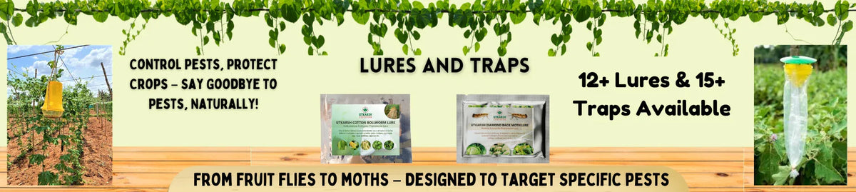 Lure and Trap