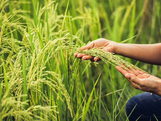 PaddyFarming Schedule Utkarsh