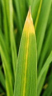 Pale Yellow Leaves
